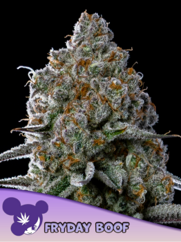 Samen 3x Fryday Boof fem. Anesia Seeds